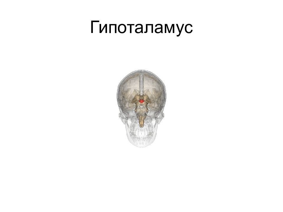 Институт нервной деятельности и нейрофизиологии ран