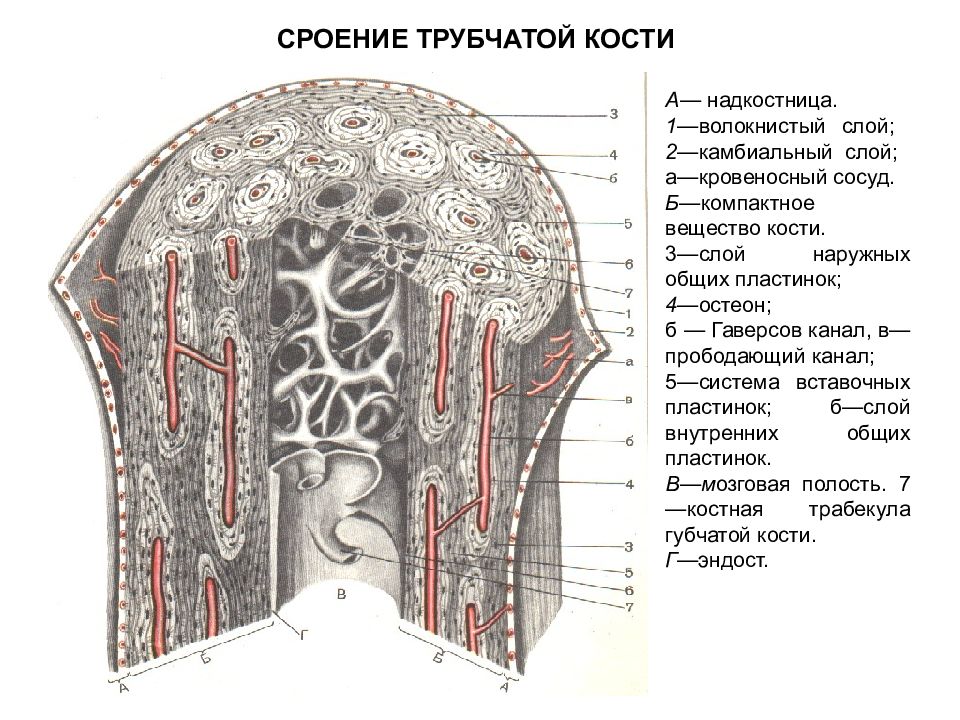 Канал трубчатой кости