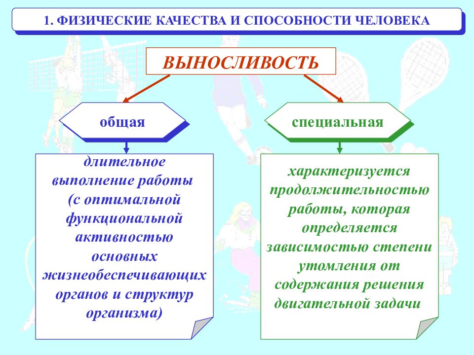 Навыки и физические качества. Физические качества человека. Основные физические качества человека. Физические способности человека. Физические качества и физические способности человека.