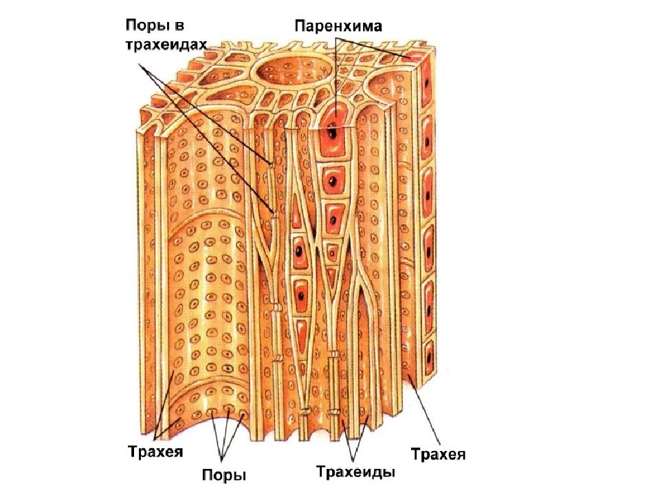 Флоэма образовательная. Ткани растений. Элементы тканей растений. Виды тканей. Полидерма ткань растений.