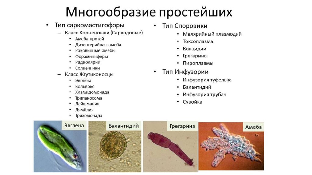 Многообразие простейших в жизни человека