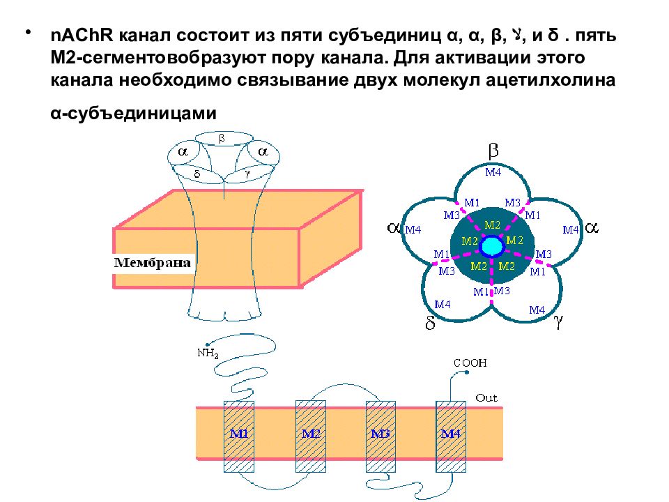 Состоит из двух субъединиц. Состоит из 3 субъединиц. Субъединицы na v канала. А И В субъединицы молекулы токсина.