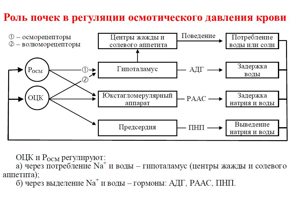 Схема регуляции водно солевого обмена в организме