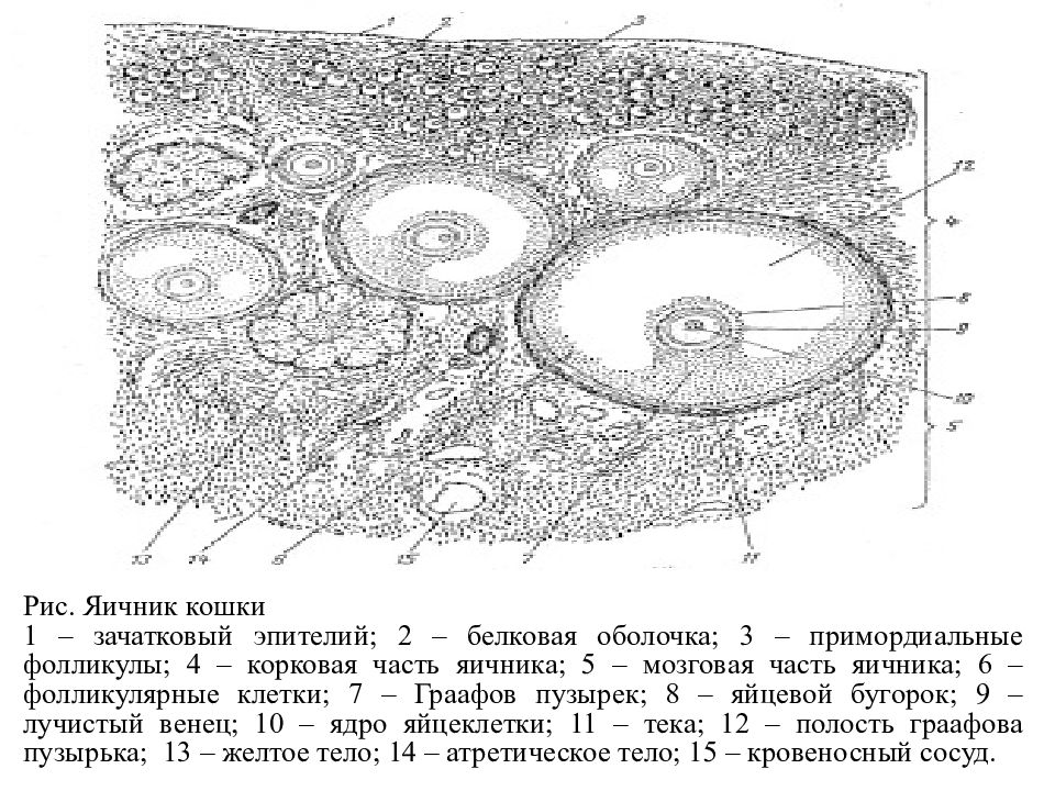 Яичник рисунок с подписями