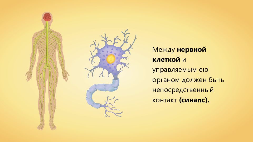 Нервная и эндокринная система. 8 Класс УРОКРАБОТА эндокринной системы и её нарушения. Презентация по биологии 8 класс нарушения работы эндокринной системы. Работа эндокринной системы и её нарушения 8 класс презентация. Биология Пасечник 8 класс работа эндокринной системы и её нарушения.