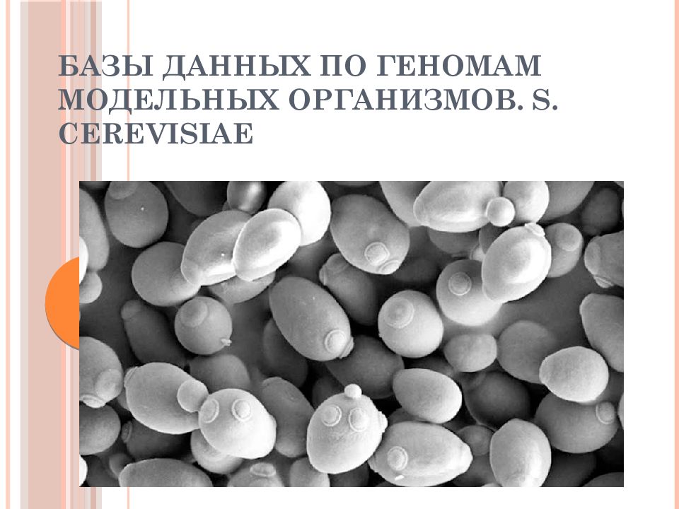 Базы данных по геномам модельных организмов. S. cerevisiae