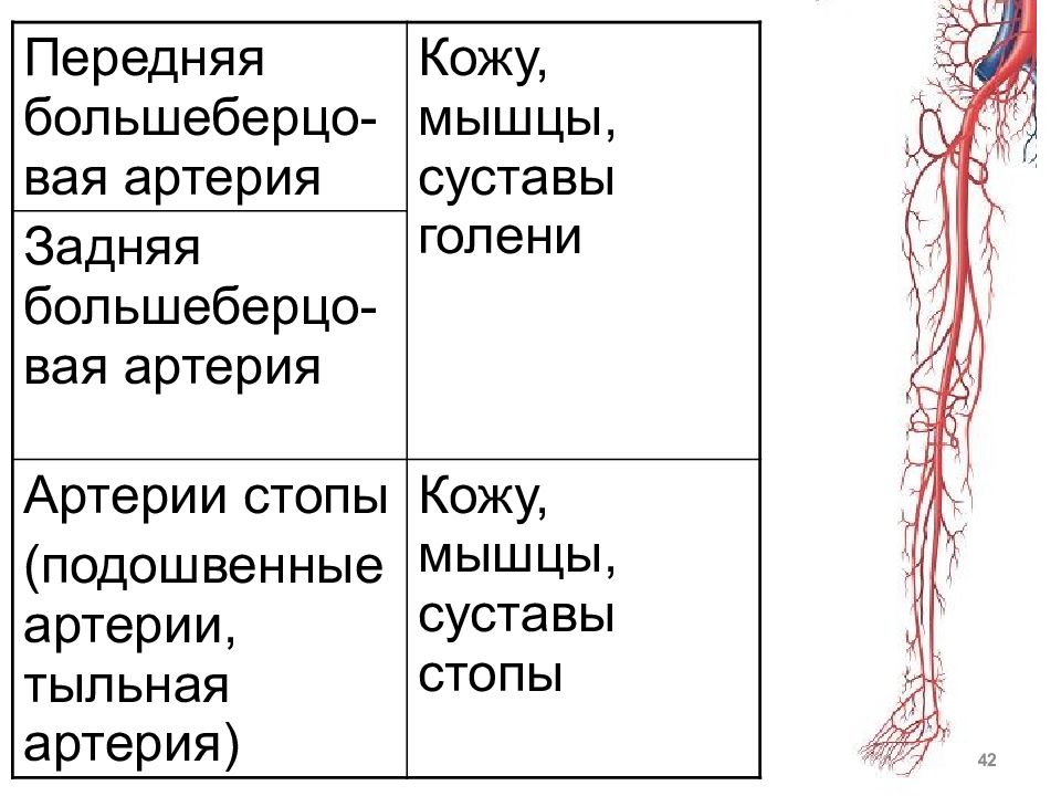 Кожные артерии