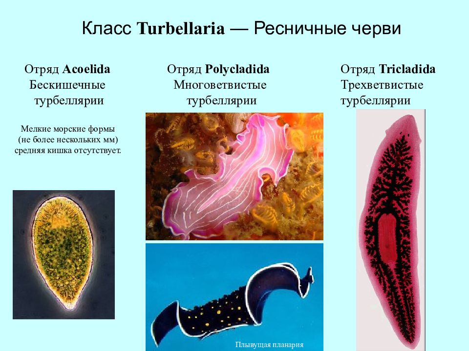 Плоские черви примеры. Тип плоские черви класс Ресничные представители. Плоские черви Ресничные черви представители. Класс Ресничные черви (Turbellaria). Плоские черви турбеллярии.