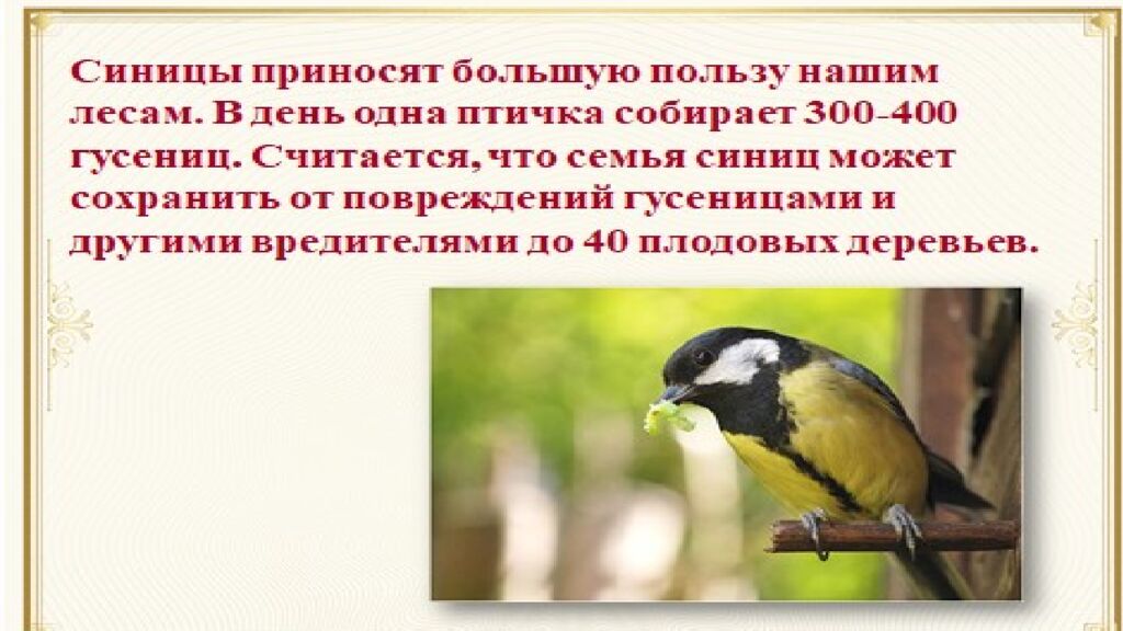 12 ноября – Синичкин день