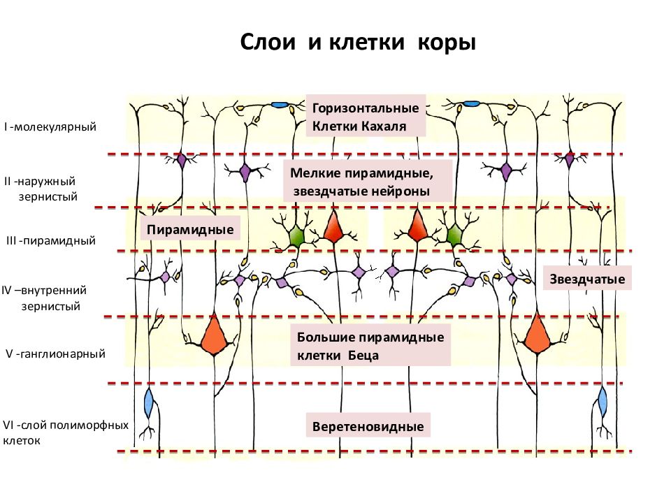 Горизонтальные клетки. Клетки Кахаля в коре. Клетки Кахаля молекулярный слой коры. Горизонтальные клетки Кахаля. Клетки Беца коры больших полушарий.