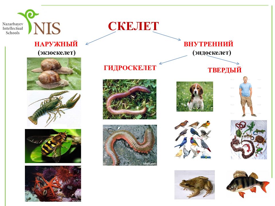 У всех позвоночных существует единый план формирования тканей и органов который ясно виден