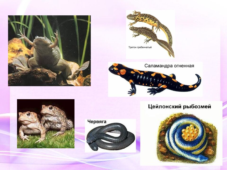 Классная работа Тема: МНОГООБРАЗИЕ И ЗНАЧЕНИЕ ЗЕМНОВОДНЫХ «Лягушкам только