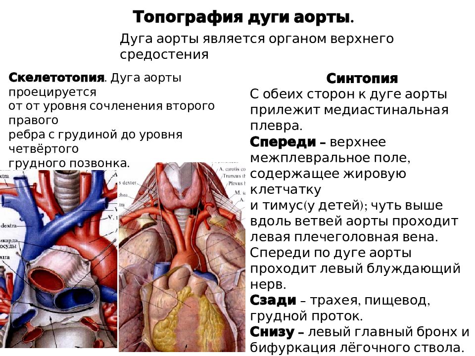 Верхняя расширенная часть. Топографическая анатомия грудной аорты, легочного ствола.. Голотопия грудной аорты. Скелетотопия грудной части аорты. Дуга аорты и ее ветви топографическая анатомия.