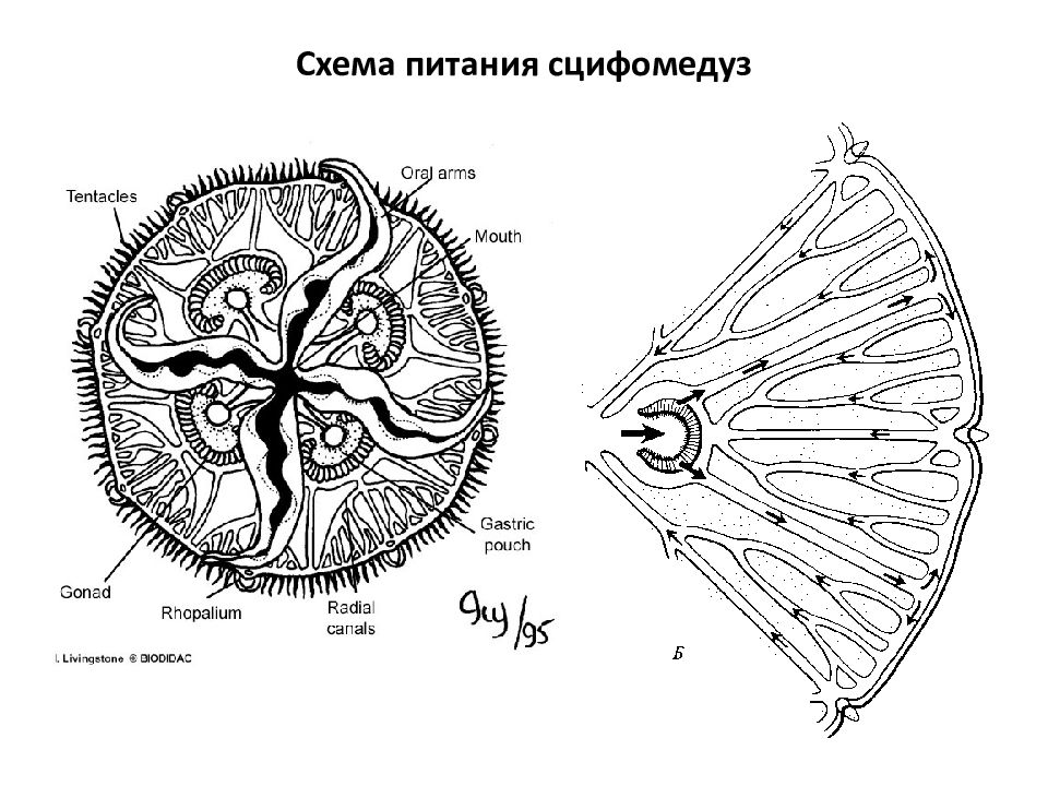 Схема рисования медузы