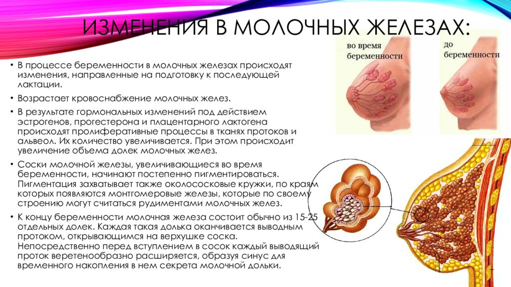 Желез при беременности. Изменения молочной железы при беременности. Изменение груди при беременности. Набухшие молочные железы. Грудь до и при беременности.