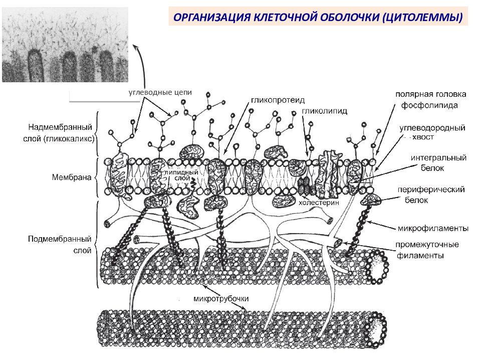 Клеточная структура клеточной оболочки. Строение клеточной мембраны плазмолеммы. Клеточная мембрана гликокаликс. Строение плазмолеммы гистология. Строение цитолеммы гистология.