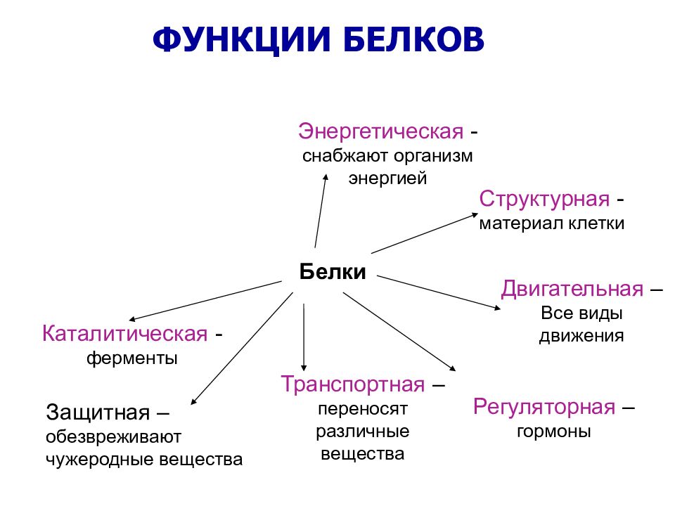 Презентация на тему функции белков