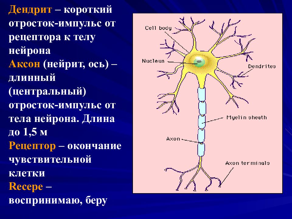 Как называется короткий нейрона. Строение нерва дендрит. Отростки нейрона: Аксон, дендриты.. Аксоны и дендриты спинного мозга. Строение спинного мозга анатомия Нейроны.