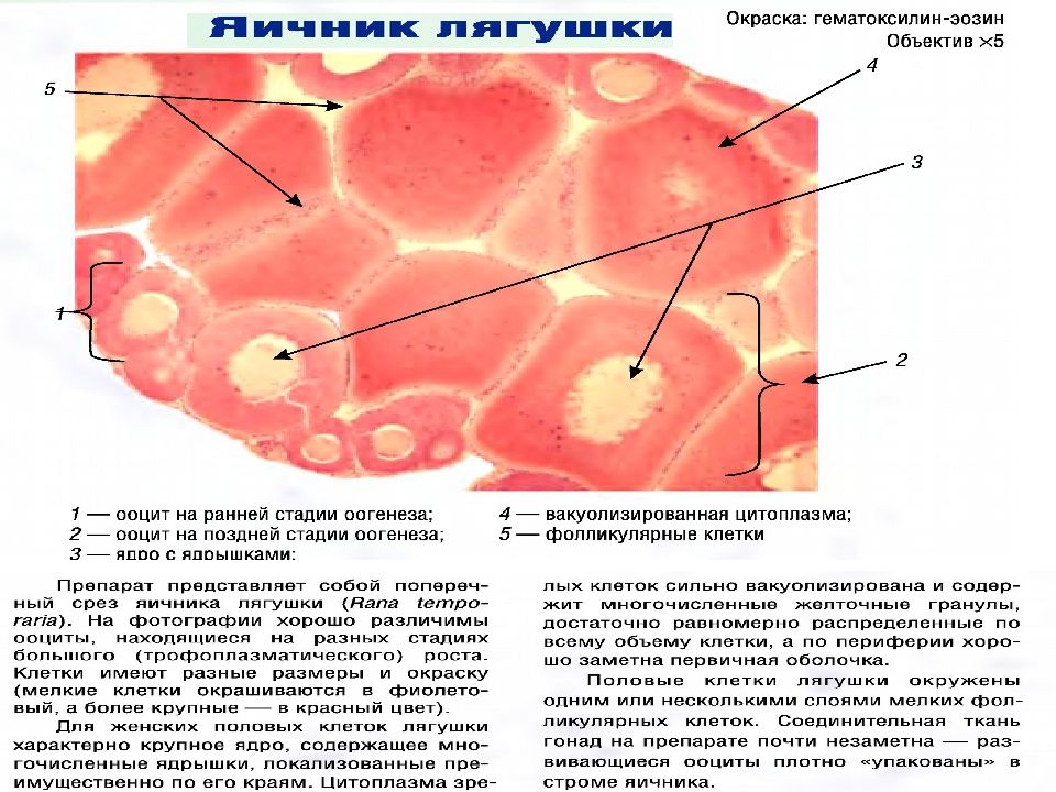 Яичник у млекопитающих. Фолликул яичника млекопитающего. Строение яичника млекопитающих. Строение яичника рыбы. Яичник лягушки строение.