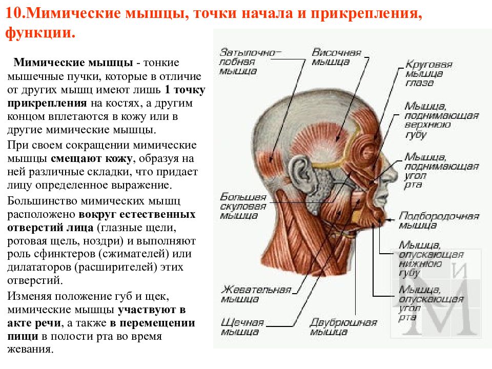 Мышцы начало прикрепление функция. Мышцы головы мимические мышцы. Мимические мышцы головы таблица. Особенности прикрепления мимических мышц.