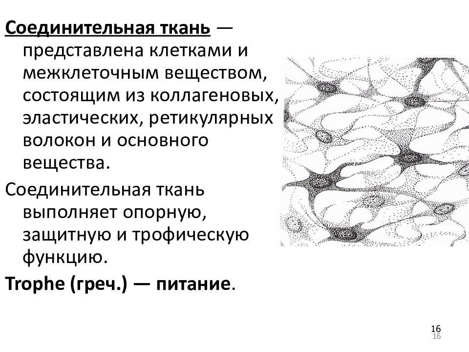 Соединительная нервная ткань. Образование межклеточного вещества соединительной ткани. Межклеточное вещество соединительной ткани состоит из. Разрушение межклеточного вещества соединительной ткани. Основная ткань представлена клетками.