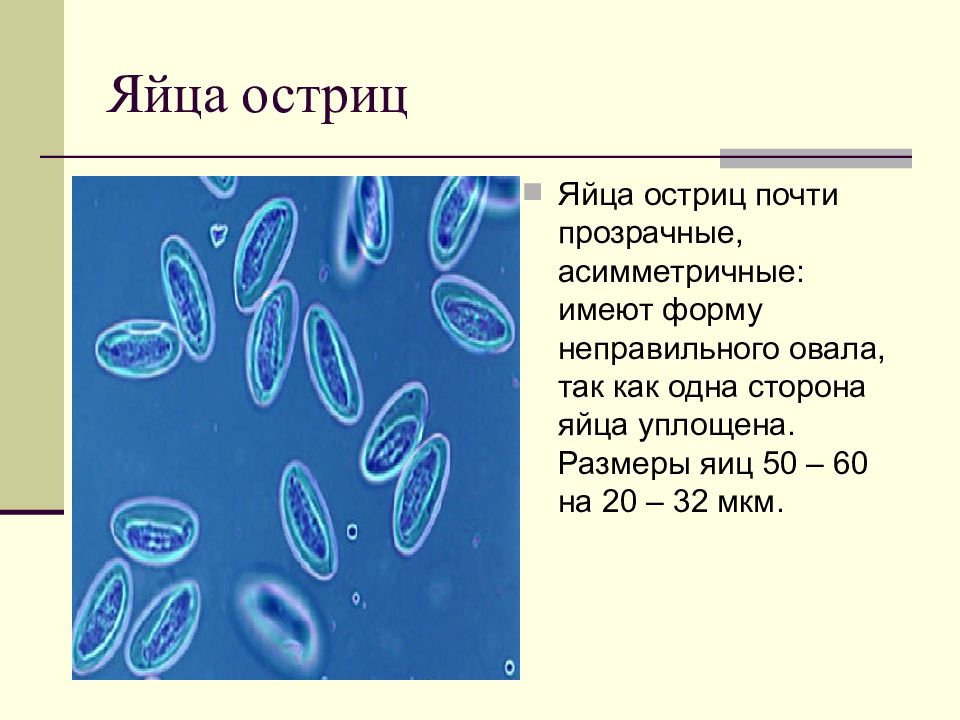 Яйца остриц. Яйца глистов Enterobius vermicularis. Энтеробиоз у детей вызывается.