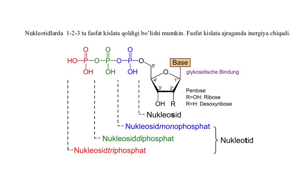 DNK ning tuzilishi va DNK replikatsiyasi DNK ning tuzilishi va DNK replikatsiyasi