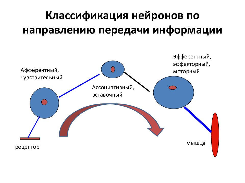 Афферентный нейрон. Функции нейрона афферентные и эфферентные. Афферентные эфферентные и вставочные Нейроны. Классификация нейронов афферентные. Афферентный промежуточный и эфферентный Нейрон.