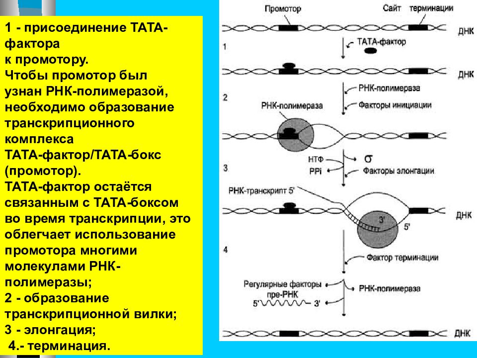 Сплайсинг и рнк транскрипция. Посттранскрипционные изменения рнк. транскрипция и посттранскрипционные процессы. посттранскрипционная модификация рнк локализация. изменения эпигена схема схема.