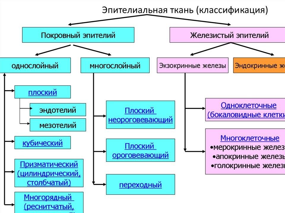 Схема строения эпителиальной ткани