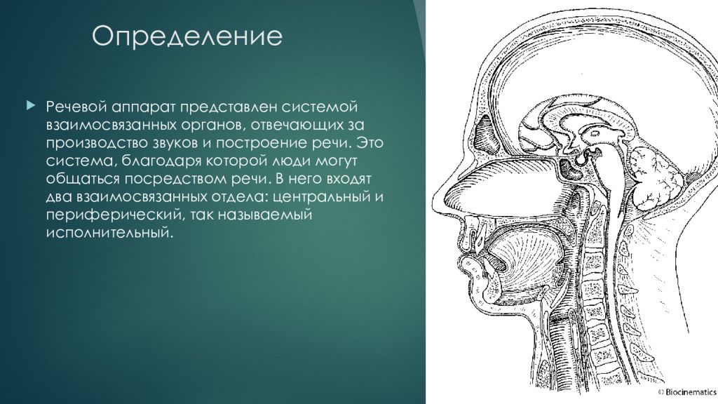 Речевая система. Строение речевого аппарата. Речевой аппарат. Строение голосового аппарата. Голосовой аппарат.