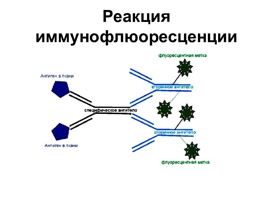 Схема риф микробиология