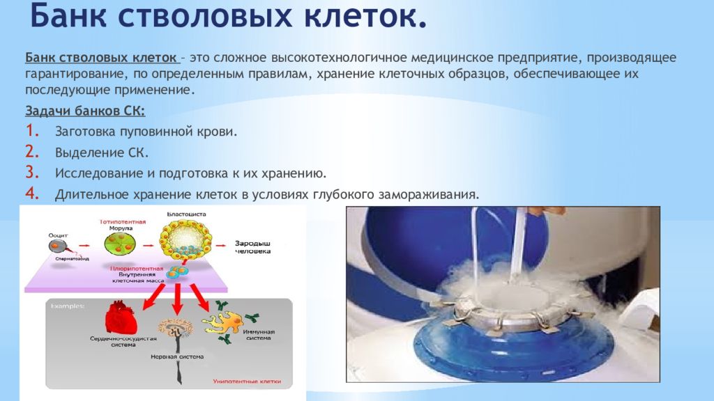 Стволовые клетки в биотехнологии презентация