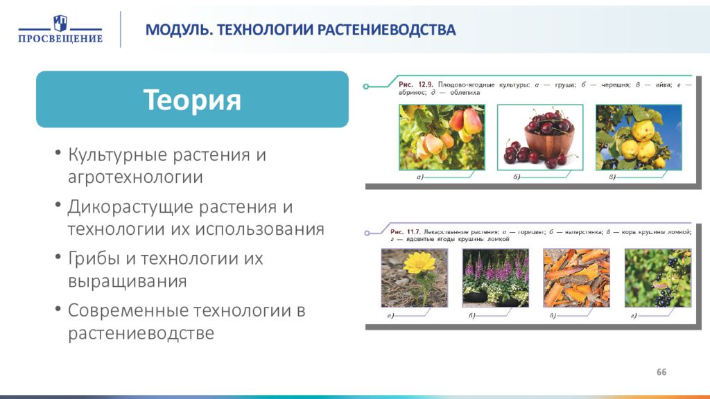 Рабочая программа растениеводство. Технологии растениеводства. Растениеводство культурные растения. Современные технологии в растениеводстве. Перечислите технологии растениеводства.