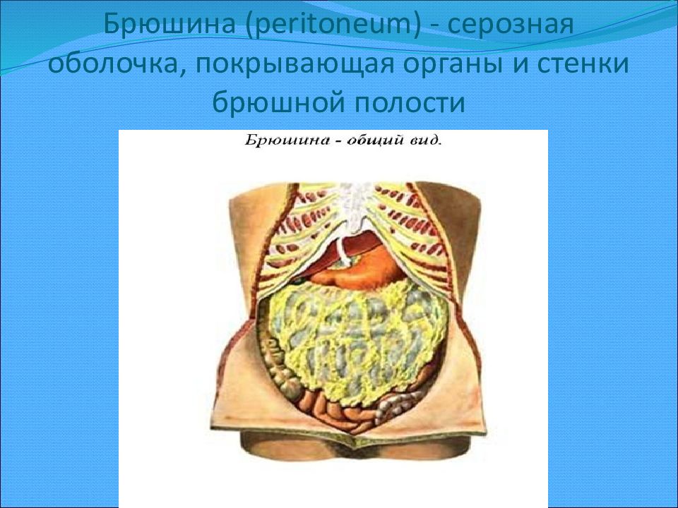 Полость покрывало. Серозная оболочка. Серозная оболочка органов. Серозная оболочка брюшной полости. Стенки брюшной полости.