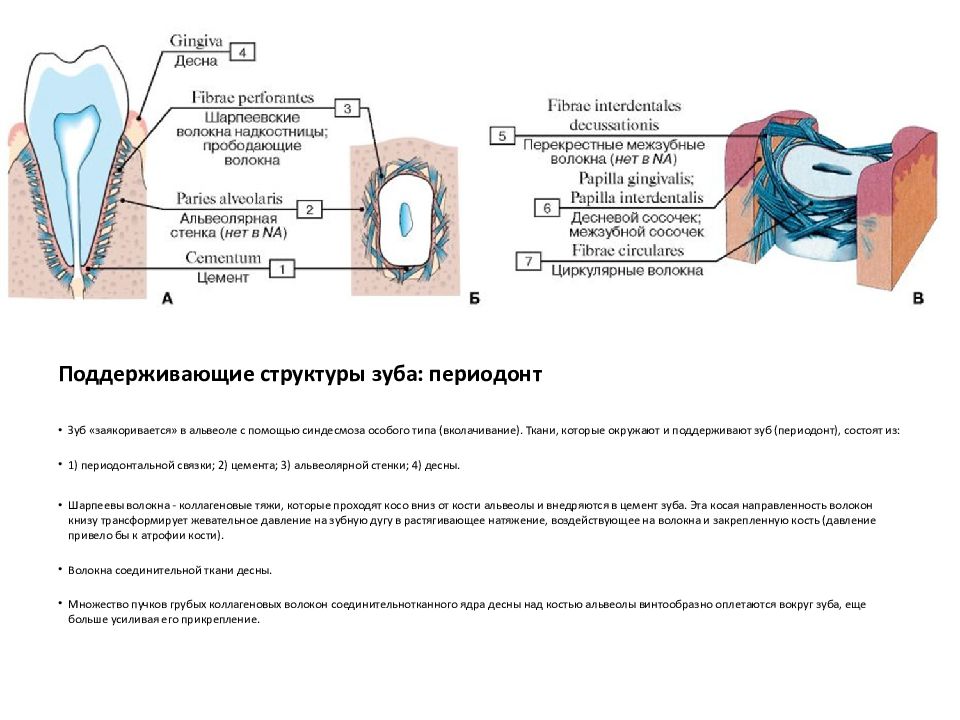 Полость рта стенки отделы содержимое