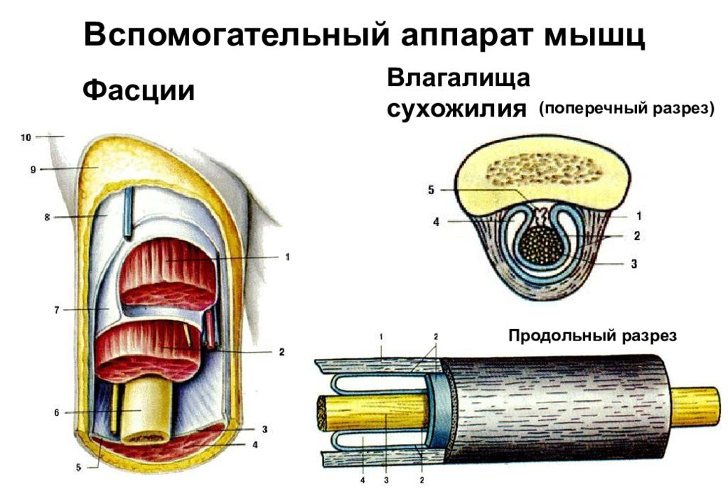 Вспомогательные мышцы. Вспомогательный аппарат скелетных мышц. Вспомогательный аппарат мышц фасции синовиальные сумки и т.д. Строение вспомогательного аппарата мышцы. Вспомогательный аппарат мышц анатомия.