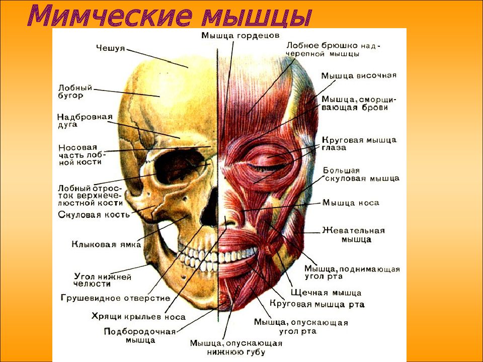 Строение головы человека анатомия рисунок с подписями