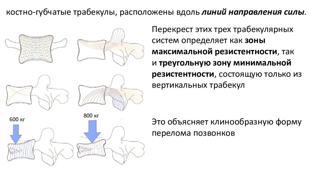 Частная анатомия. Трабекулы позвонков. Трабекулы позвоночника что. Горизонтальный ход трабекул стоматология. 11 Костных связей.