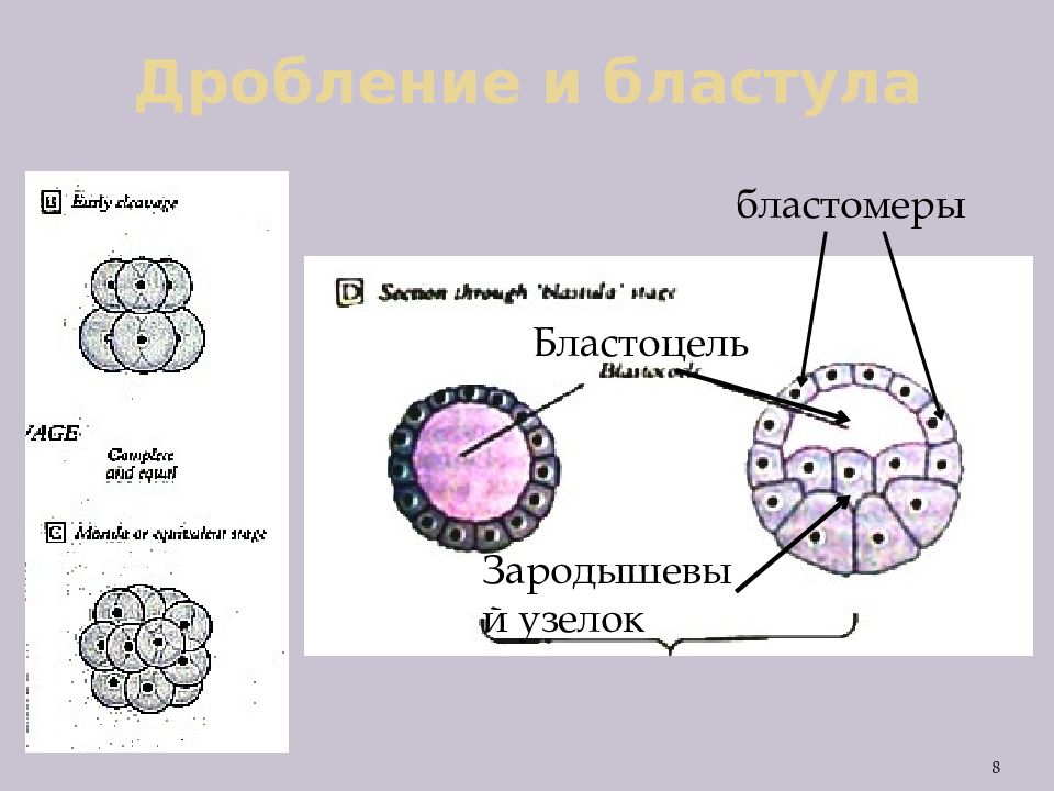 Бластоцель. Фазы эмбриогенеза.