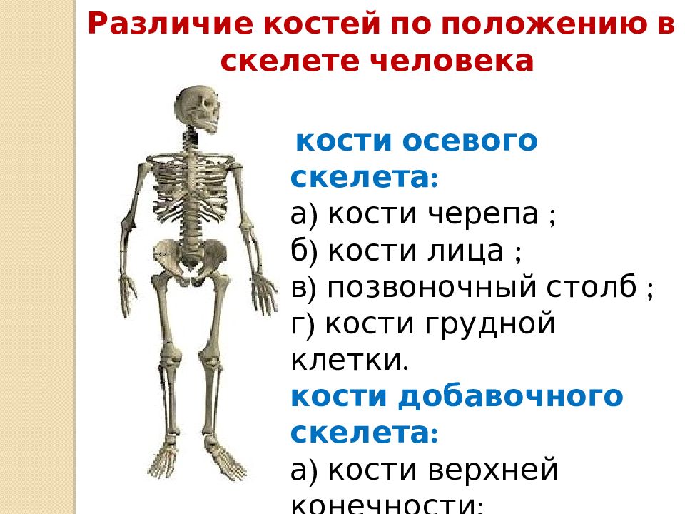 К добавочному скелету человека относятся. Кости добавочного скелета таблица. Осевой скелет и скелет конечностей. Основные части скелета. Кости осевого скелета человкк.