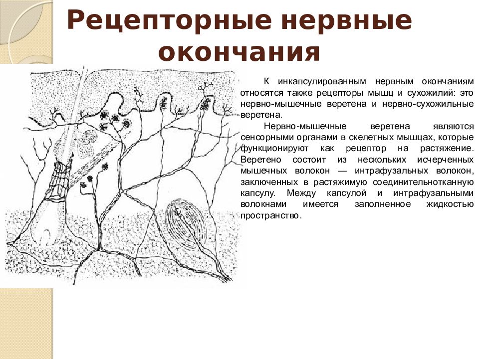 Есть ли в легких нервные окончания. 6. Нервные окончания (рецепторы, эффекторные, синапс). Строение рецепторов нервных окончаний. Чувствительные нервные окончания. Рецепторные нервные окончания гистология.