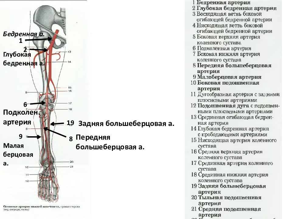 Большеберцовая артерия ветви