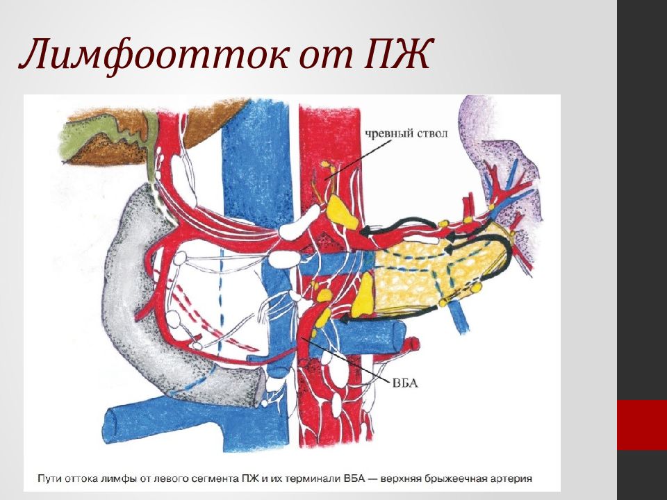 Лимфоотток от печени схема