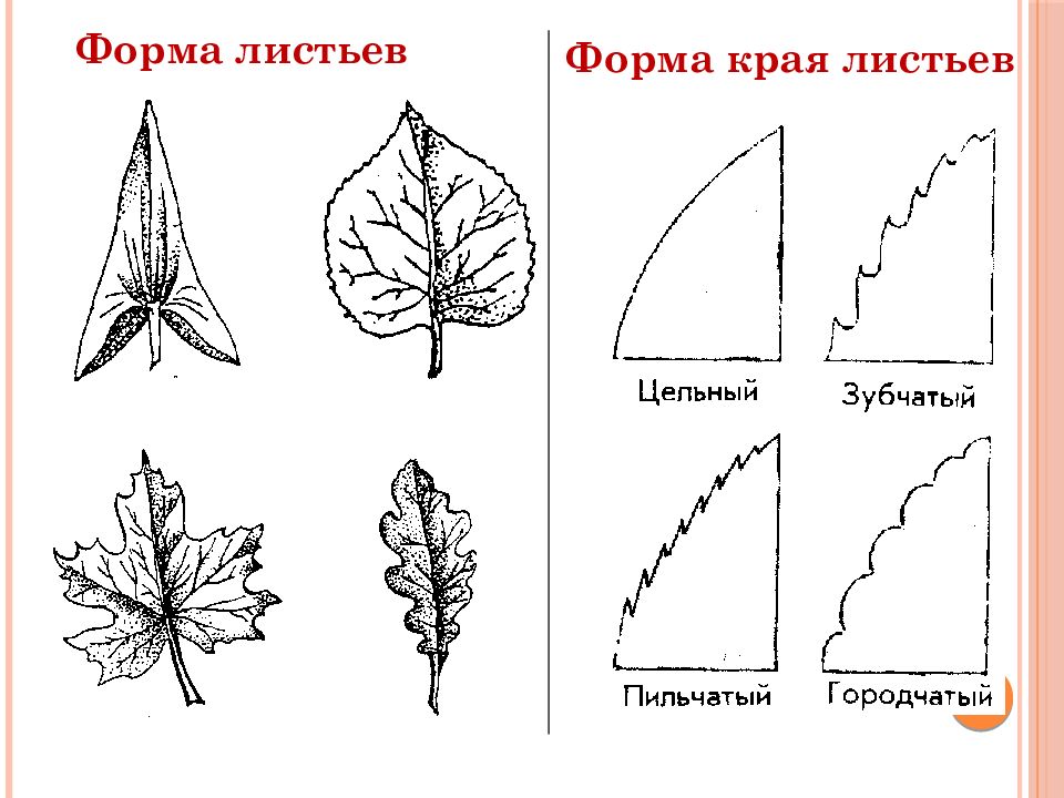 Форма края