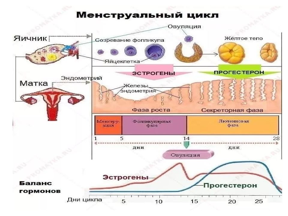 Презентация 8 класс половая система человека биология