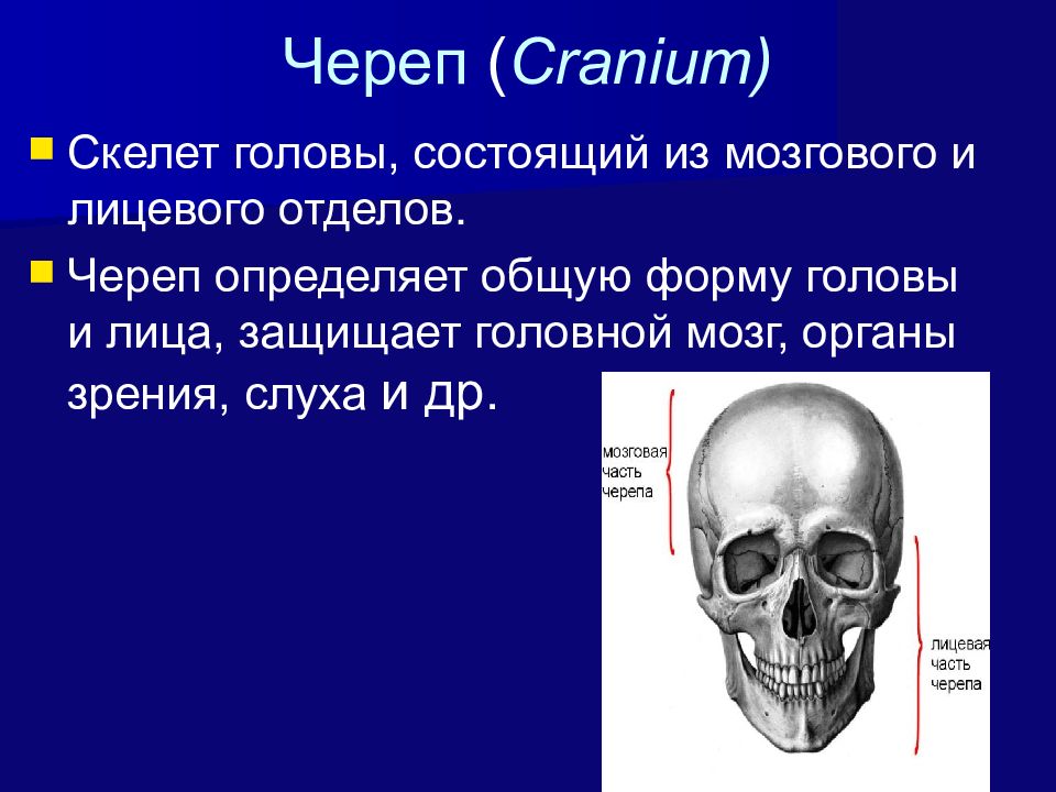 Функции мозгового и лицевого отделов черепа. Граница мозгового и лицевого отделов черепа. Мозговой отдел черепа топографическая анатомия. Границы лицевого отдела черепа. Лицевой отдел черепа состоит.