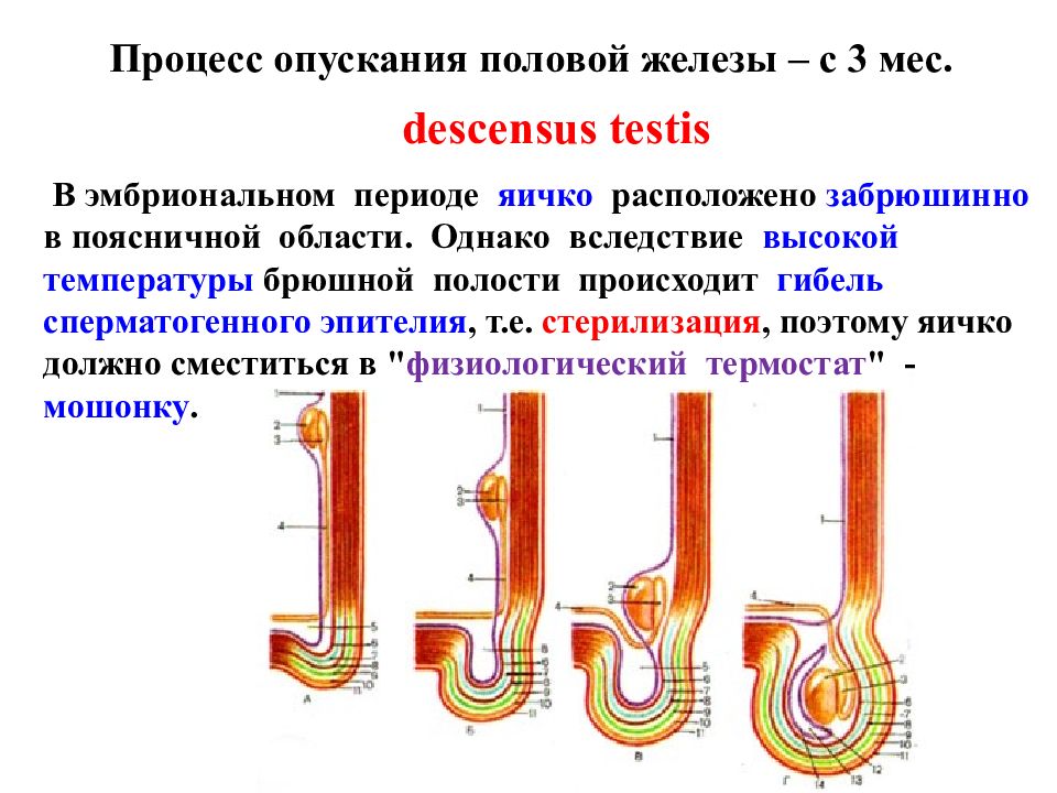 Схема опускания яичка