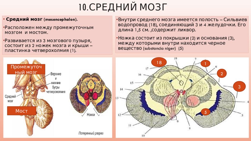 Строение среднего мозга в головном мозге. Строение и функции среднего мозга. Анатомия. Строение среднего мозга спереди. Схема строения среднего мозга. Основная структура среднего мозга.
