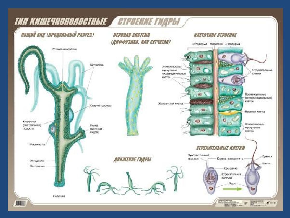 Кишечнополостные рисунок строение